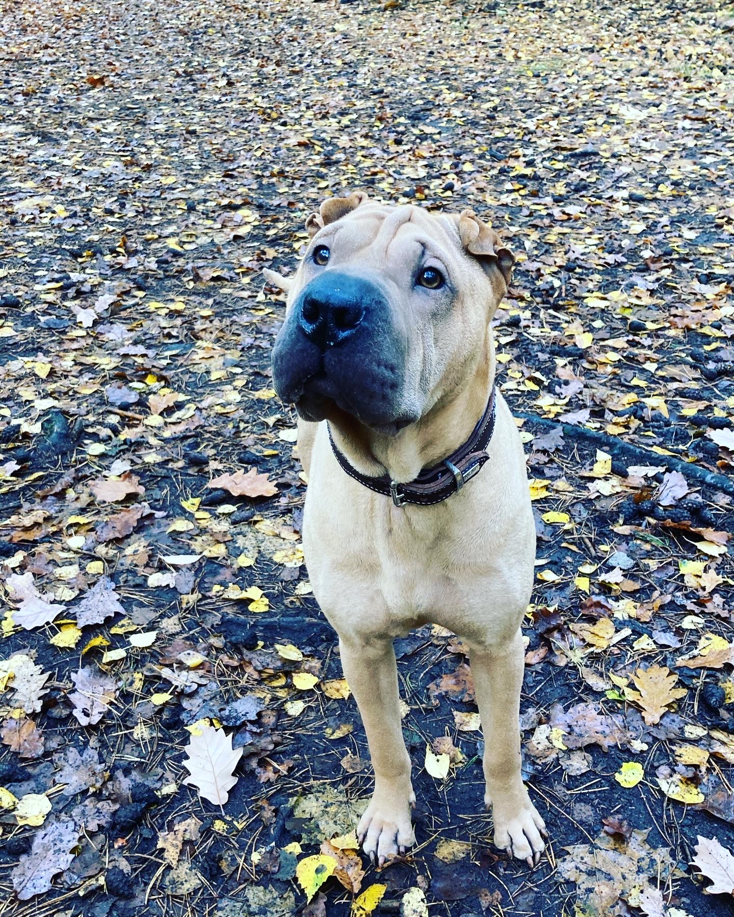 Shar-Pei
